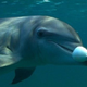 Illustration for article titled Dolphins like to get high by sucking on puffer fish